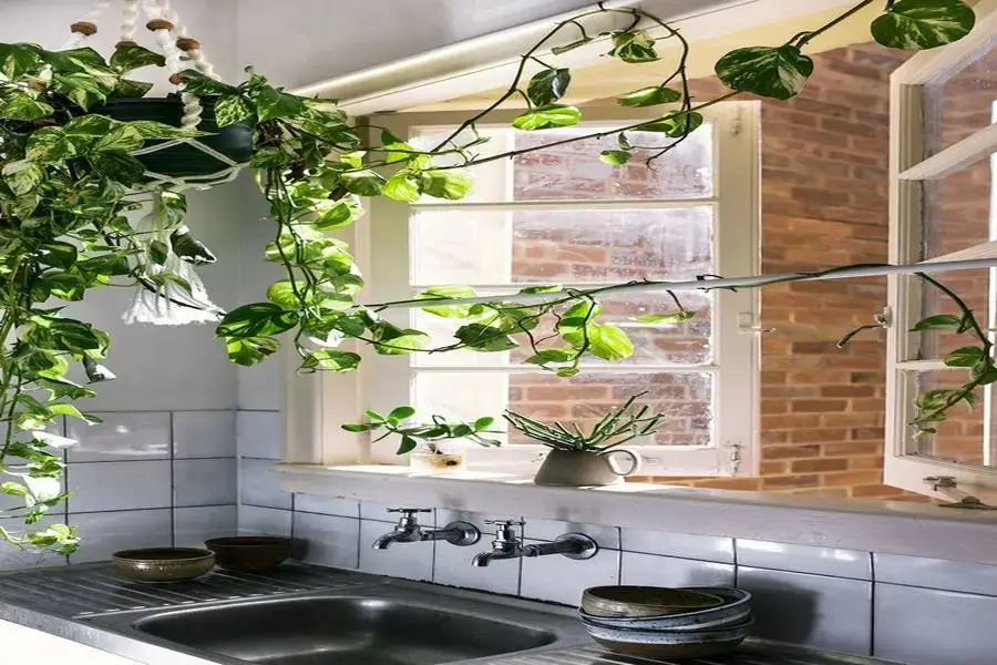 Sử dụng cây dây leo làm điểm nhấn cửa sổ