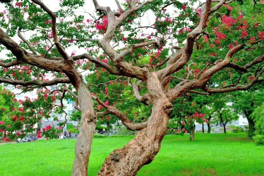 Lựa chọn giống cây Tường Vi phù hợp với điều kiện khí hậu và đất đai của vùng trồng.