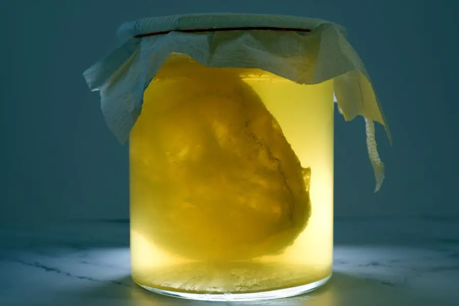 Bảo quản Scoby nơi khô ráo, thoáng mát từ 2 - 5 ngày để trà lên men tự nhiên.