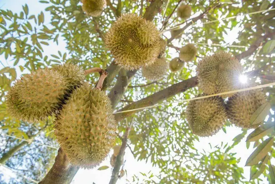Sầu riêng chín cây và rụng tại vườn chính là sầu riêng ngon nhất (Nguồn: Picfair)