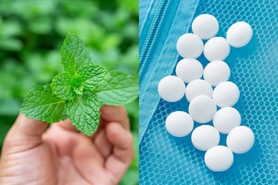 Kết hợp bạc hà và long não giúp đuổi chuột rất đơn giản.