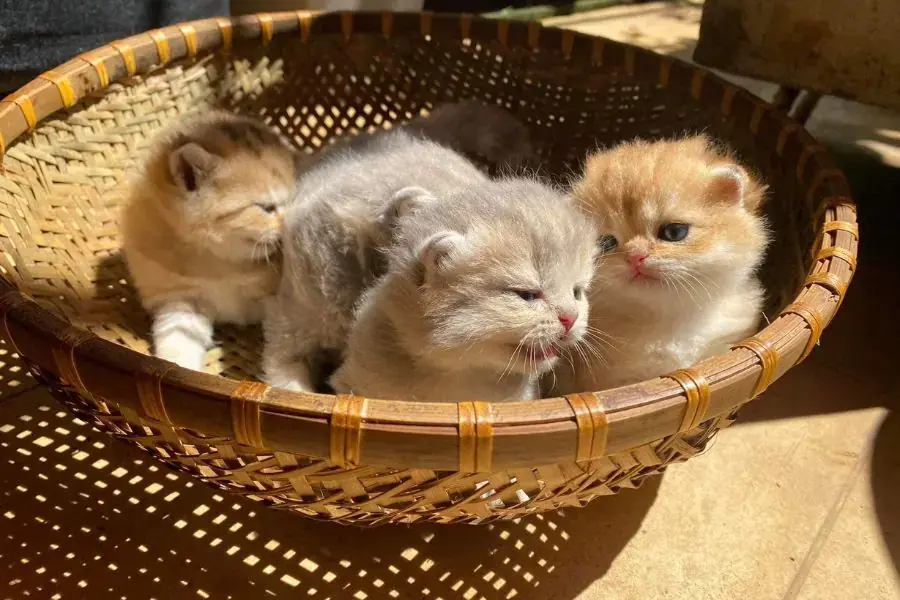 Mèo Golden thường có ba màu sắc chính là trắng, vàng nâu và vàng nhạt.