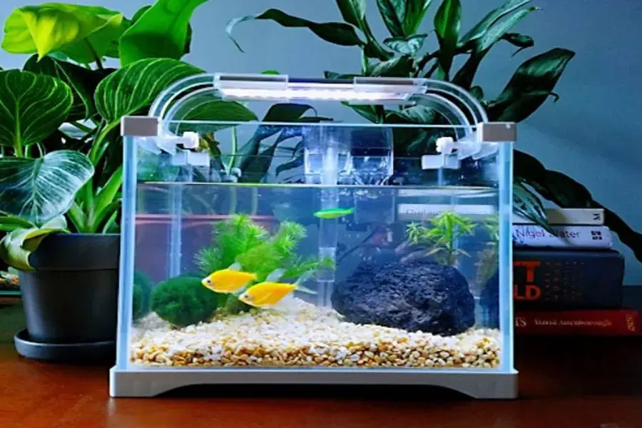 Nuôi các loài cá, tôm nhiều màu sắc để bể cá thêm sinh động.