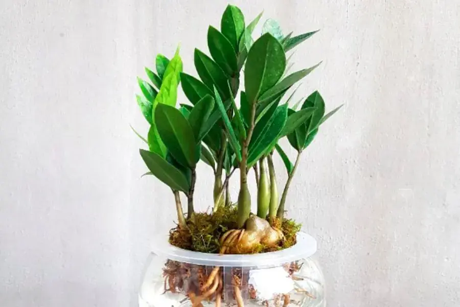 Cây kim tiền hợp với mệnh gì? để thu hút tài lộc tốt nhất