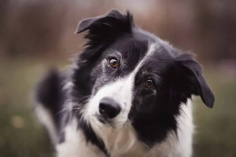Border Collie được nuôi với mục đích ban đầu là để chăn cừu và bảo vệ gia súc.