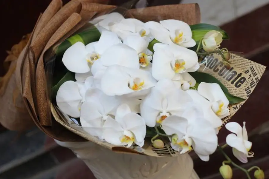 Hoa lan hồ điệp thể hiện sự nữ tính, dịu dàng và lịch lãm.
