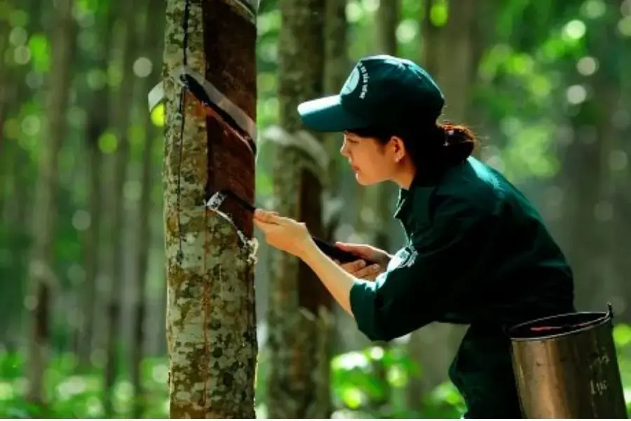 Nệm cao su thiên nhiên làm từ mủ cây cao su