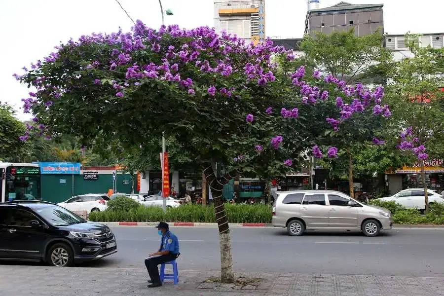  Bằng Lăng tím tạo bóng mát cho vỉa hè đường phố.