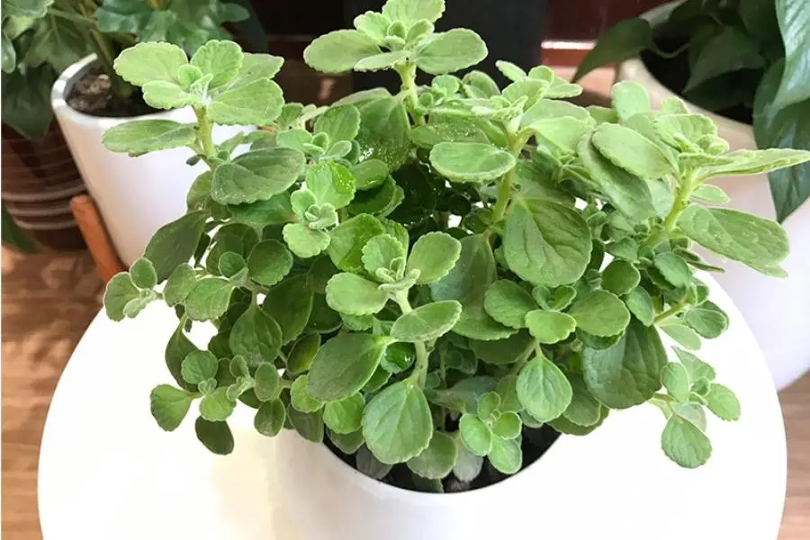 Cây nhất mạt hương đặt trong phòng ngủ