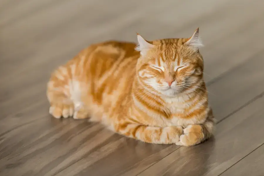 Nên cho mèo uống đủ nước để giảm mùi khai
