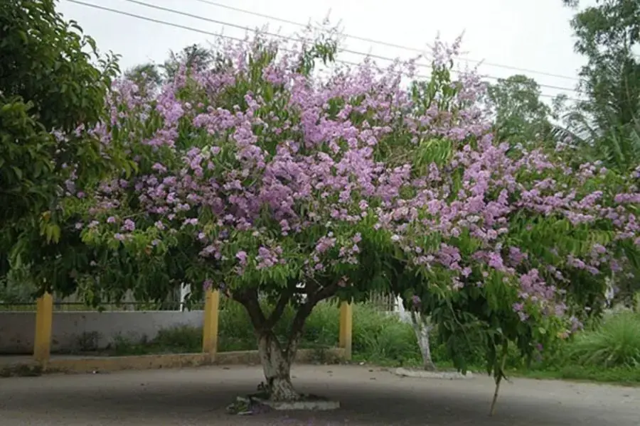 Cây Bằng Lăng được trồng làm cảnh ở trường học.
