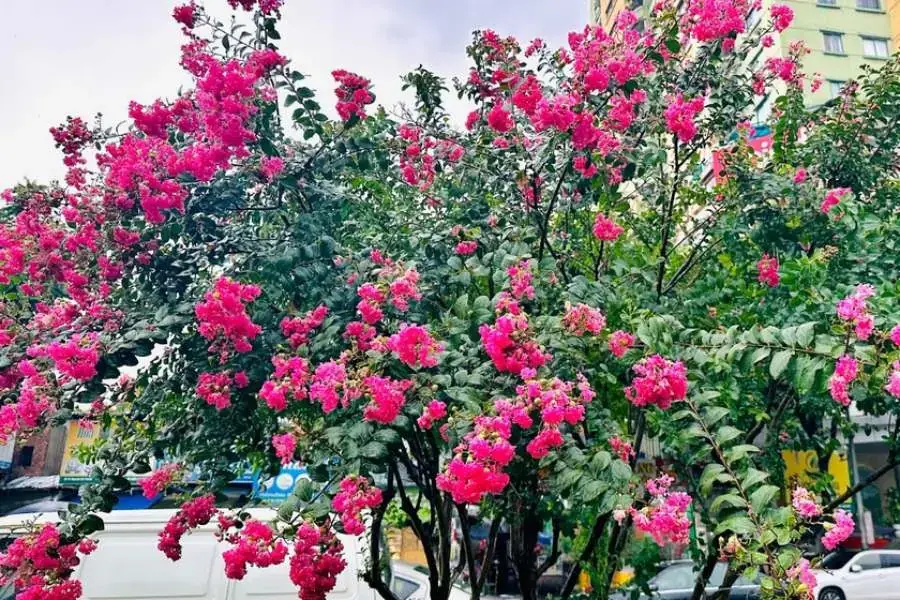 Để cây phát triển tốt nhất, bạn nên cung cấp cấp dinh dưỡng để đảm bảo đất tơi xốp.