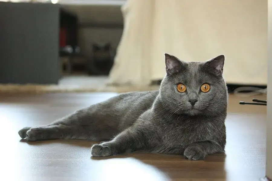 Mèo Chartreux có giao diện đầy đặn, mũm mĩm.