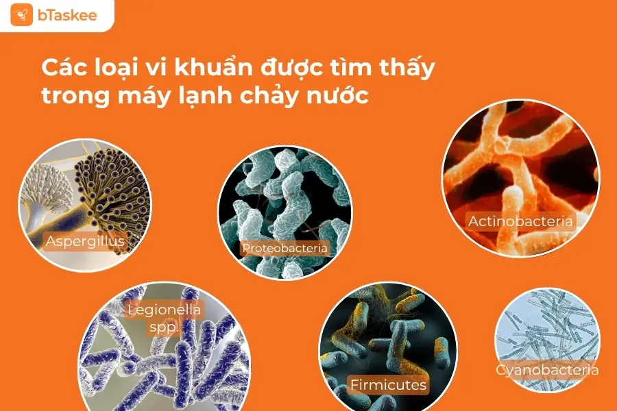Các loại vi khuẩn và nấm mốc các nhà khoa học tìm thấy trong máy lạnh chảy nước.