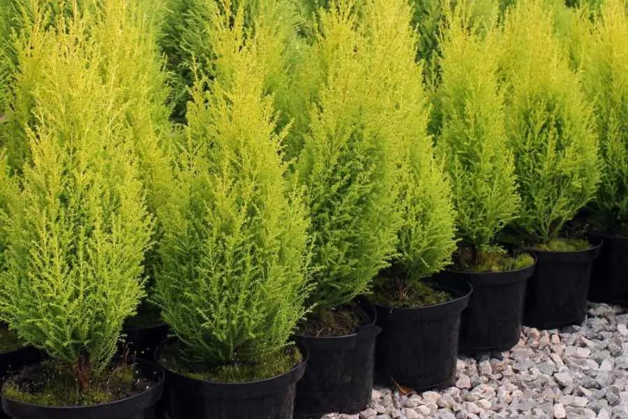 Tùng thơm có tên khoa học là Cupressus Macrocarpa.