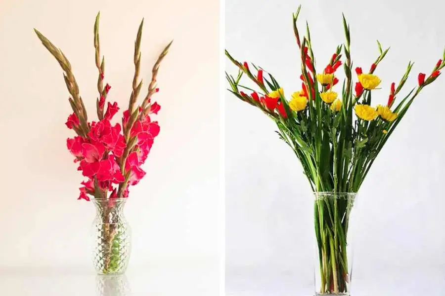 Cắm hoa lay ơn trong bình thủy tinh trong suốt được ưa chuộng.
