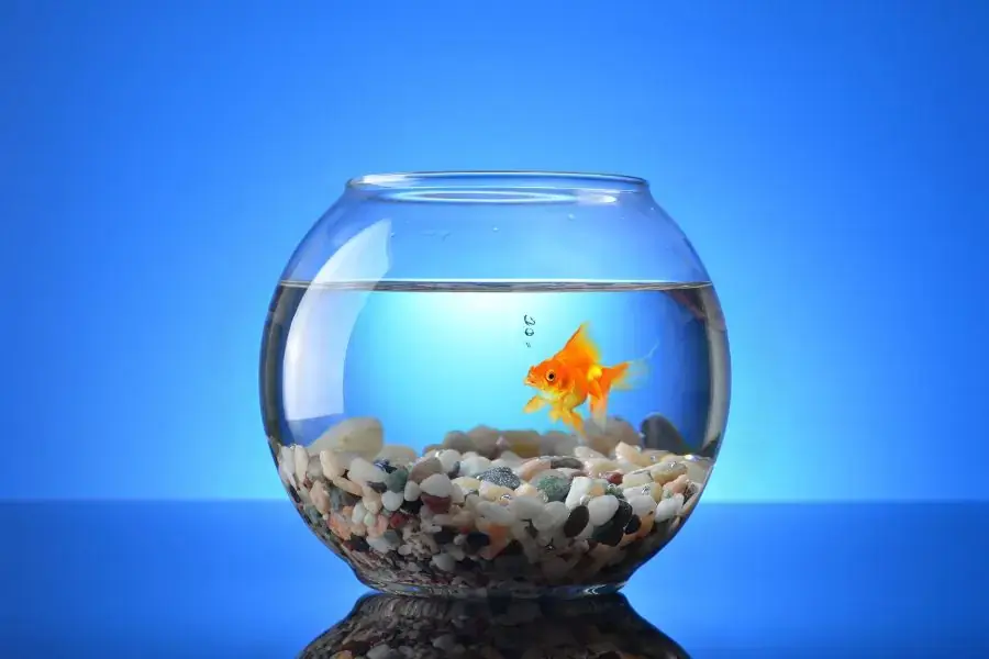 Sử dụng thêm đá, gỗ và san hô để trang trí thêm cho bể cá