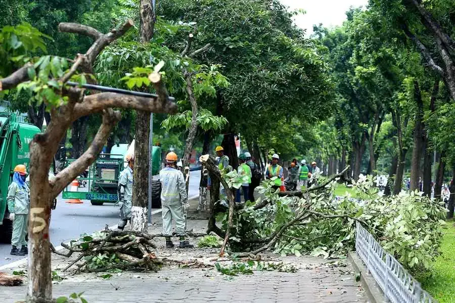 Cắt tỉa cành lớn đối với Bằng Lăng lâu năm.