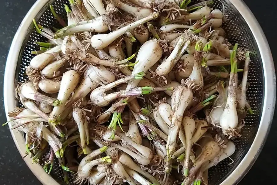 Ngâm kiệu với nước muối để kiệu giòn hơn.