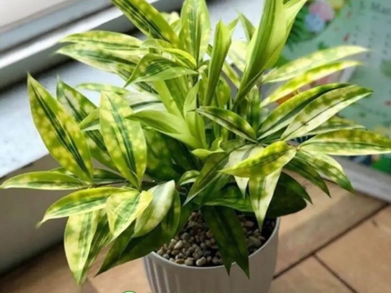 Cung cấp cho cây đủ ánh sáng, nước và chăm sóc đúng cách để cây phát triển mạnh mẽ và đẹp mắt.