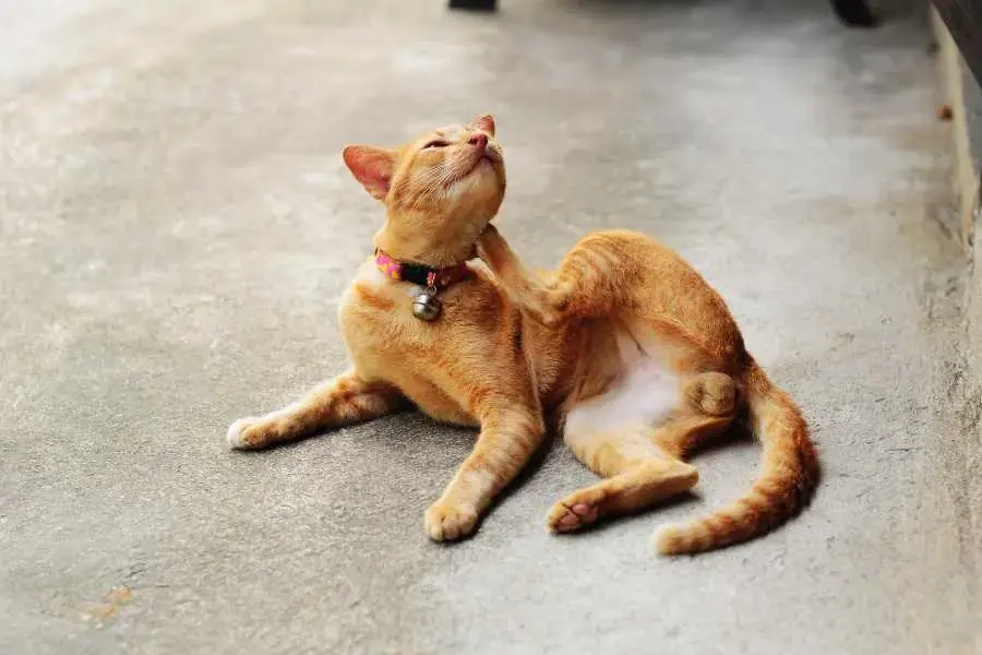 Đảm bảo vệ sinh cho mèo bằng cách tắm gội thường xuyên.