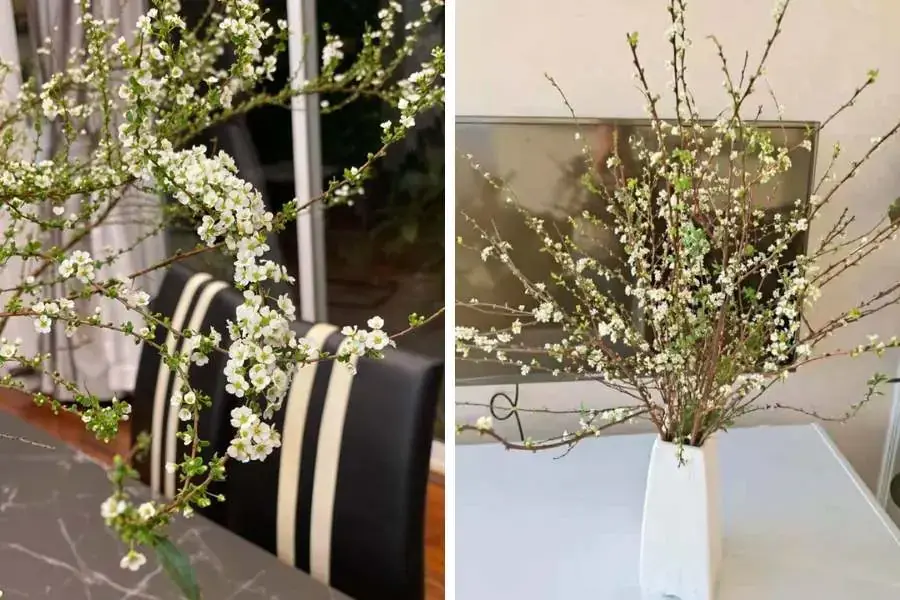 Cây Tuyết Mai rất phù hợp khi trang trí nhà cửa và không gian phòng.