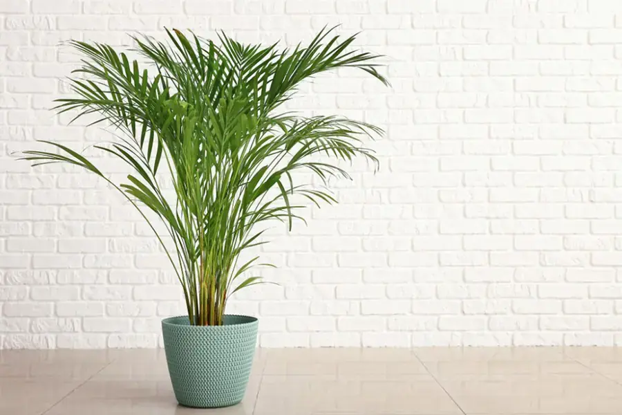 Cau là loài cây cảnh phổ biến.