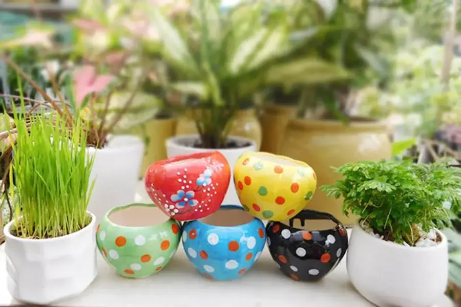 Cần nắm rõ các lưu ý trước khi bắt đầu trang trí chậu cảnh