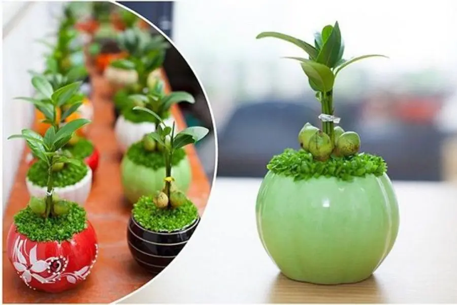 Các loại cây tài lộc thường được mua vào dịp năm mới.