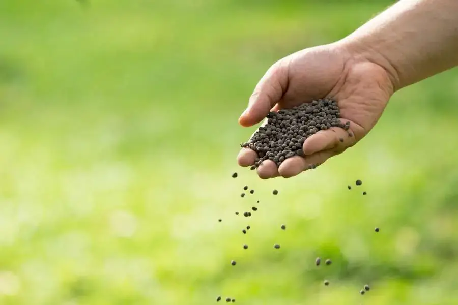 20 ngày sau khi trồng đến tháng 9 là thời gian để bón phân cho cây.