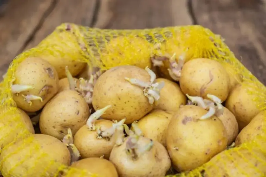Khoai tây mọc mầm
