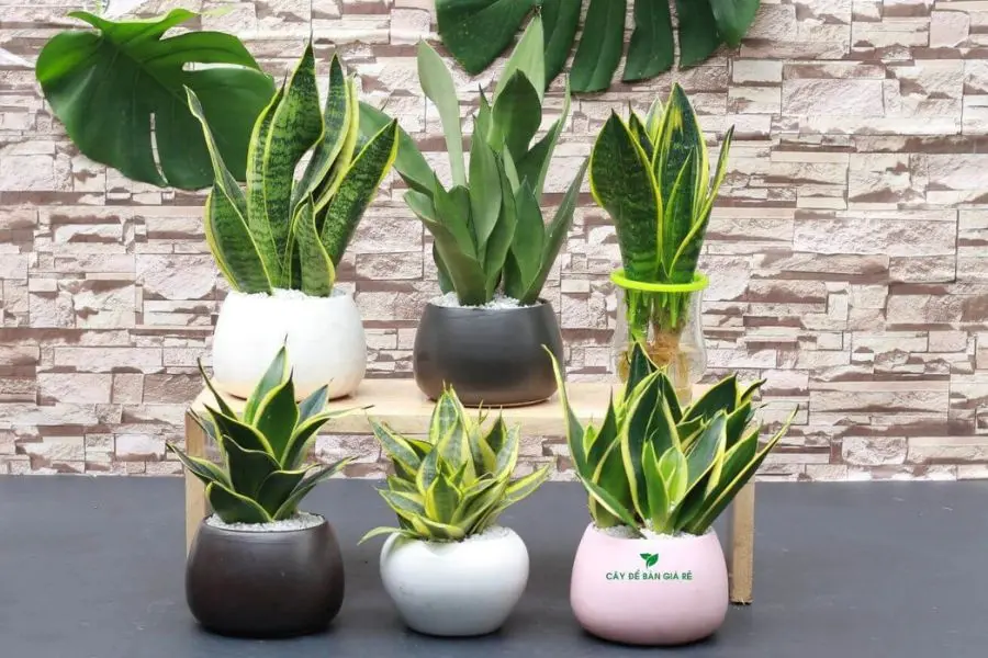 Cây lưỡi hổ rất dễ chăm sóc nên không tốn nhiều thời gian của bạn.