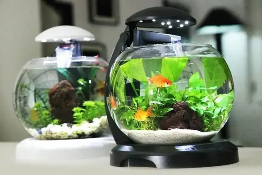 Trang trí bể thủy sinh mini theo phong cách mà bạn thích