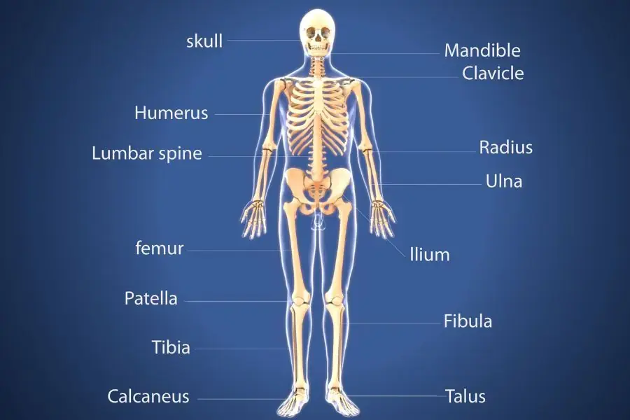Nên bổ sung nhiều dưỡng chất để giúp khung xương chắc khỏe