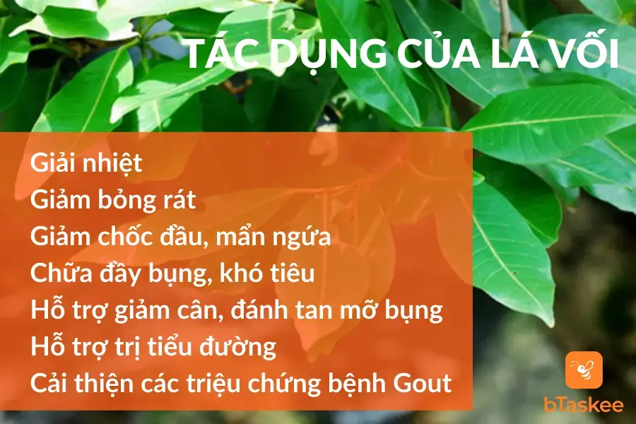Tổng hợp những tác dụng của cây vối