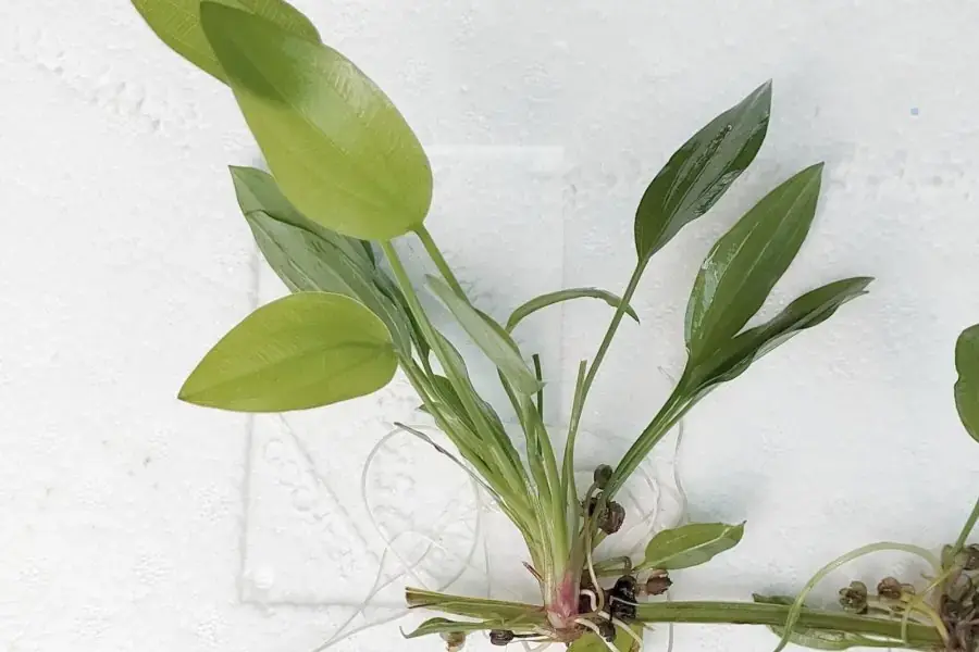 Cây Lan nước con được bày bán trên thị trường.