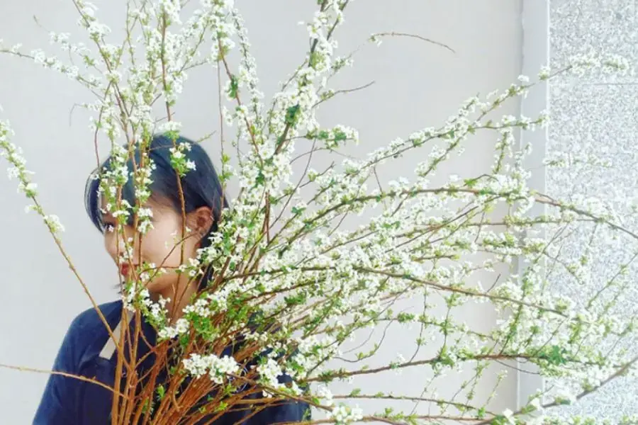 Phun sương lên cành trước khi hoa nở rộ