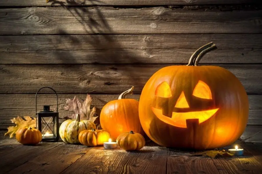 Những trái bí ngô nhỏ cũng được tận dụng để trang trí Halloween.