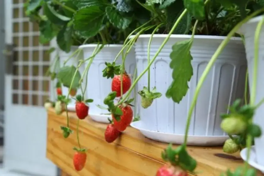 Cách chăm sóc dâu tây trong chậu