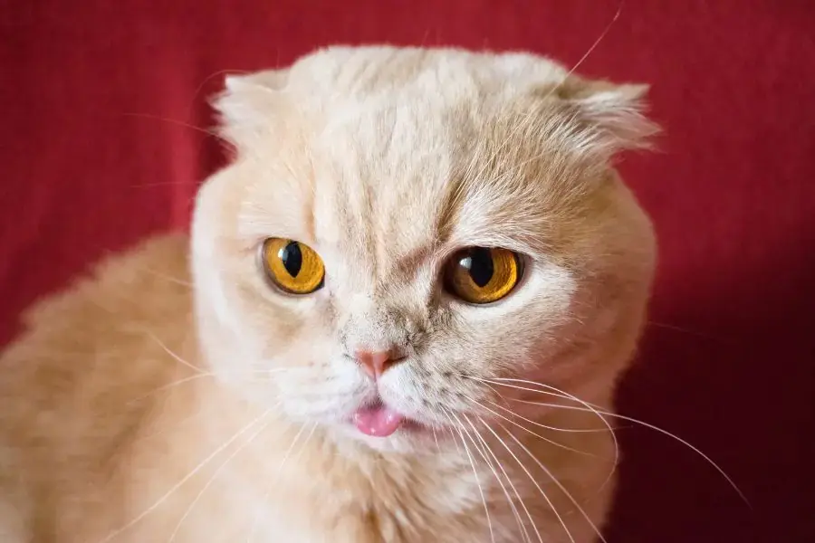 Mèo Scottish Fold được phát hiện lần đầu vào năm 1960 tại Scotland.
