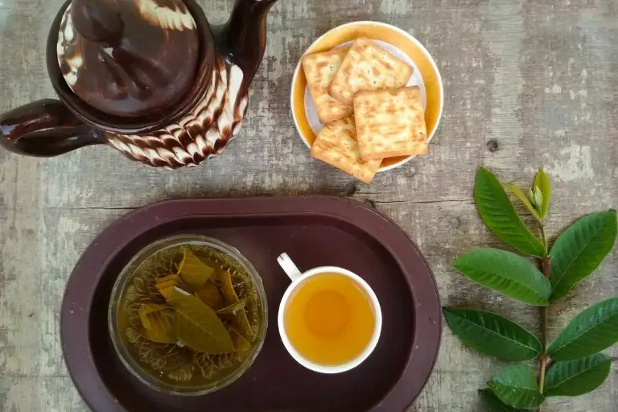 Nước lá ổi tăng cường hoạt động trao đổi chất
