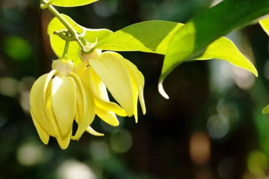 Hoa lan móng rồng có tên gọi không đẹp và khá gai góc để chưng Tết.