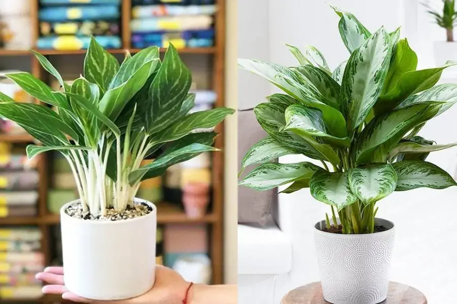 Cây huy hoàng đem đến nhiều điều tốt lành cho gia chủ