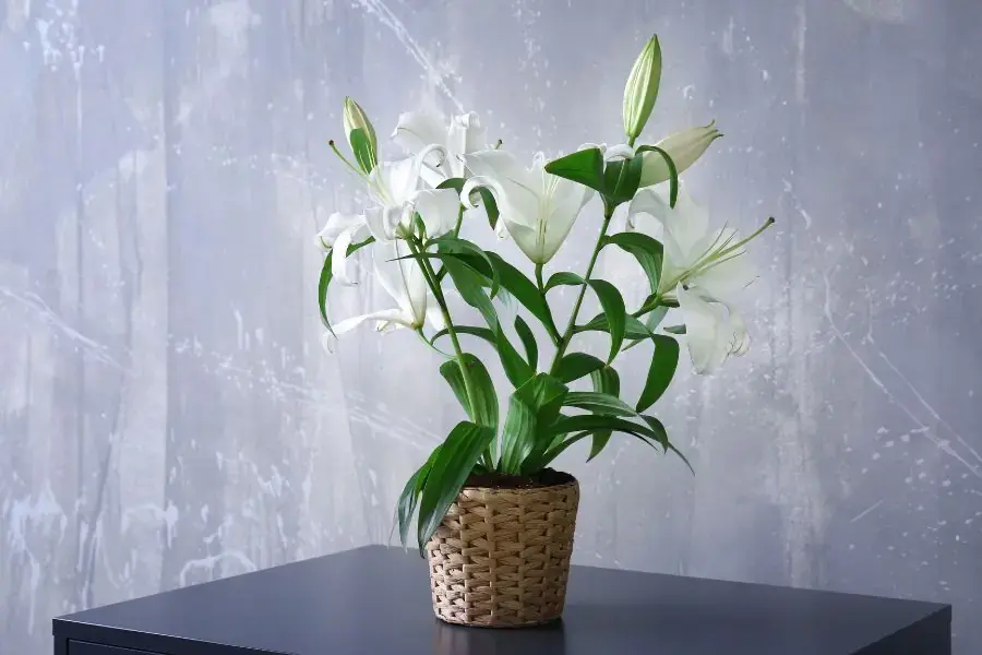 Hoa ly trắng trồng trong chậu.