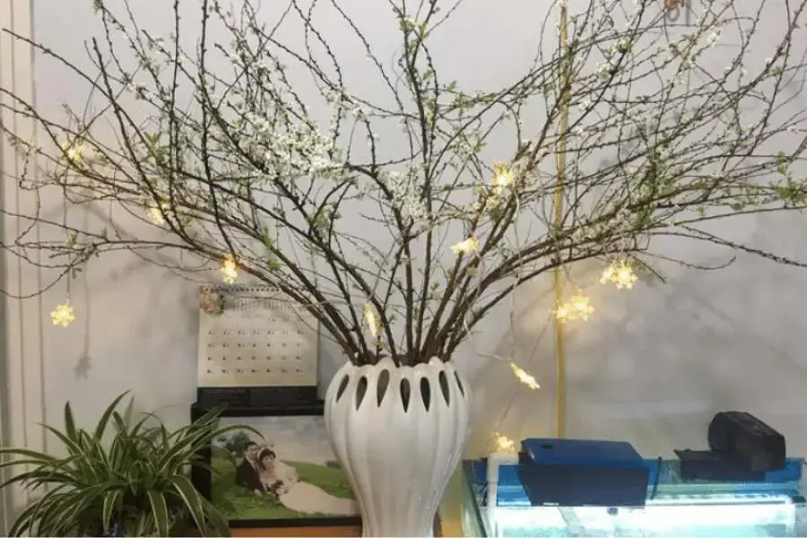 Nên bổ sung than mùn vào đất để tăng cường dinh dưỡng cho cây hoa Tuyết Mai.