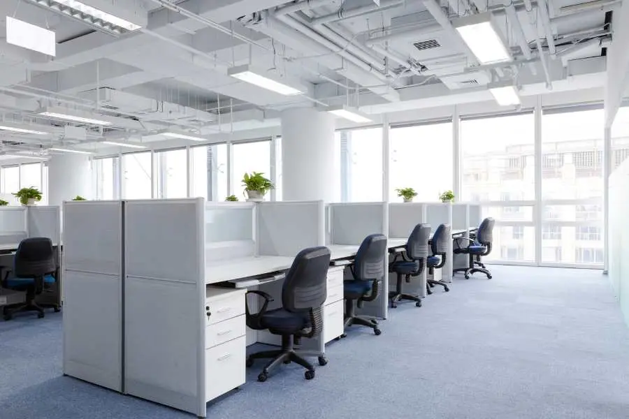 Cây có bộ lá đẹp rất phù hợp cho không gian nhà ở, văn phòng.