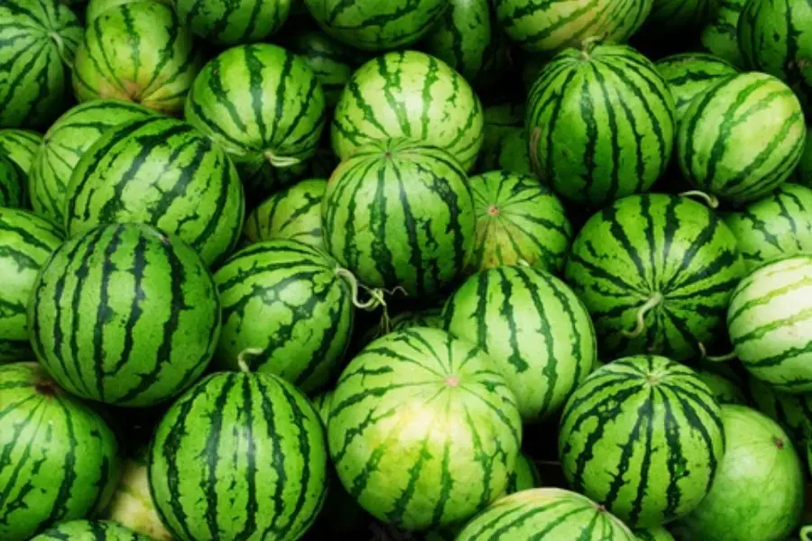 Hãy chọn những quả dưa hấu có lớp vỏ xanh tươi, quả tròn đều