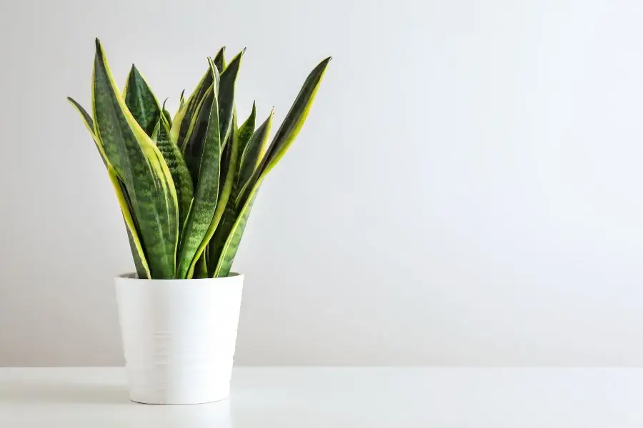 Cây lưỡi hổ là loại cây nhiệt đới với sức sống mãnh liệt