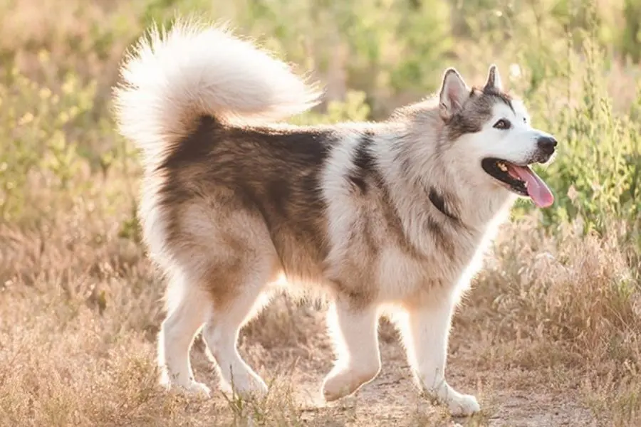 Chó Alaska có phần đuôi dài, dày lông hơn Husky.