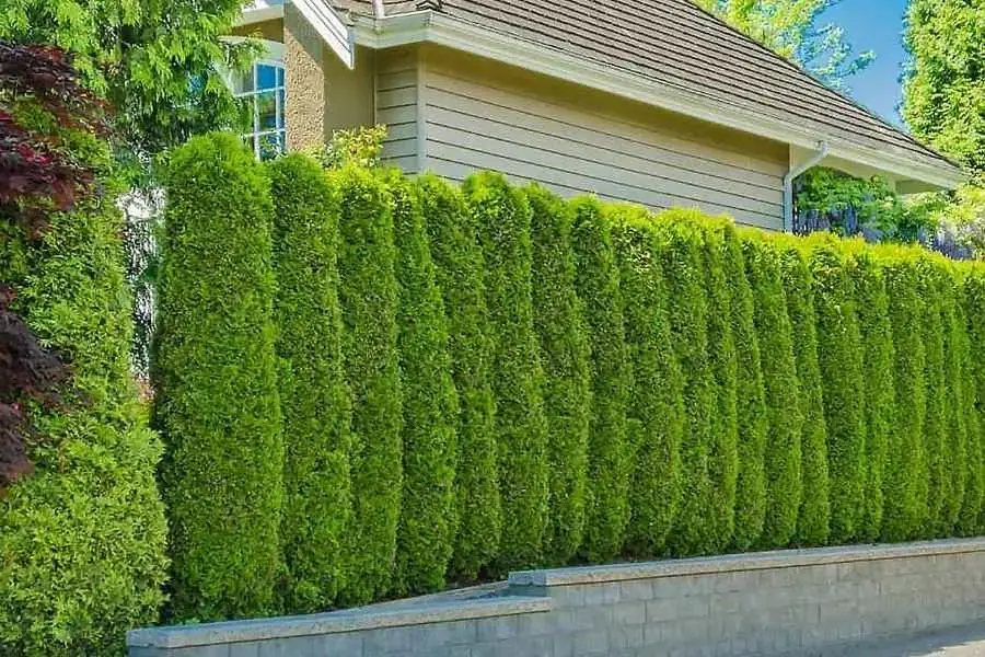 Mẫu tường rào bằng cây xanh mát mẻ và gần gũi với thiên nhiên